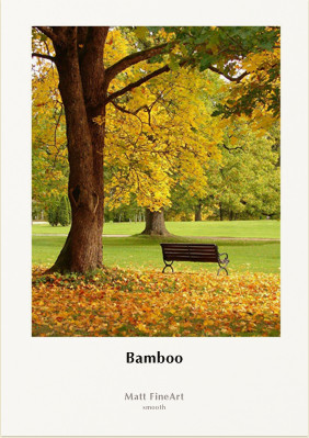 bamboo